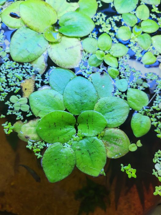Planta flutuante Limnobium laevigatum