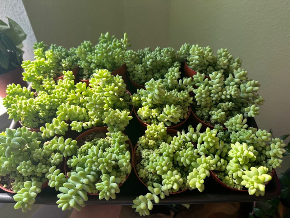 Фікуси, лимон, пілея, хлорофітум, очисток Бурріто