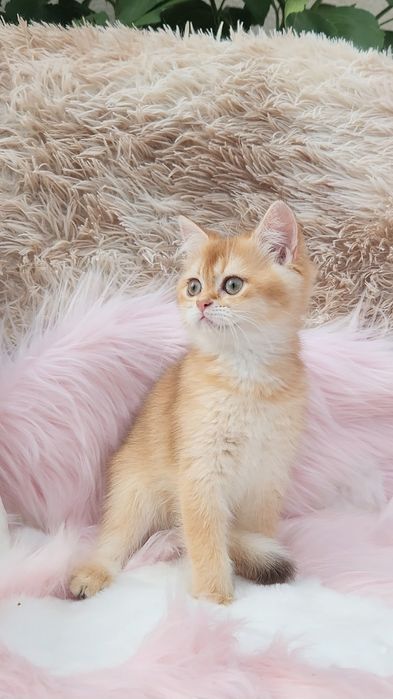 Шотландська золота шиншила