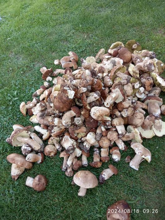 Сушені білі гриби Закарпаття