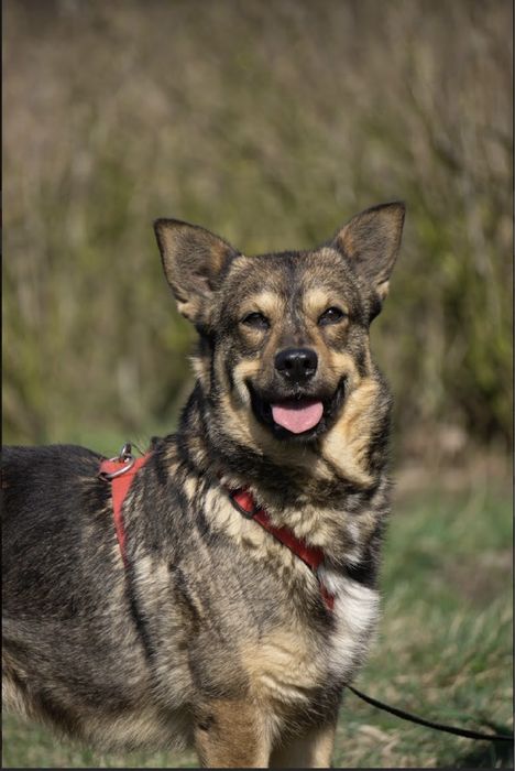Łajka - urocza malutka sunia do adopcji