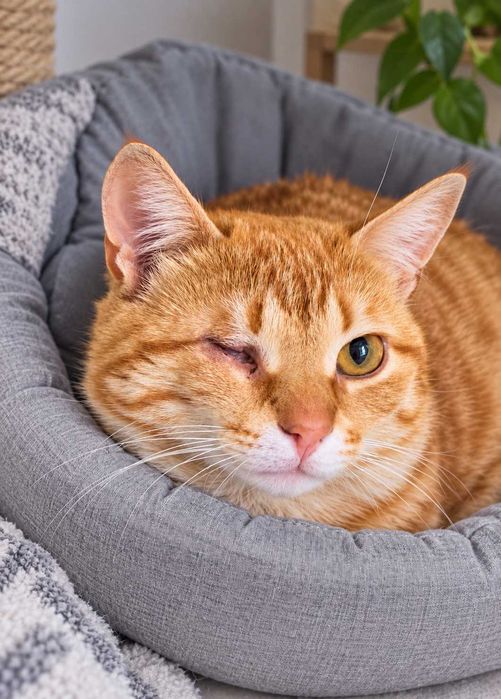 Котик Лукас, 1-2 рочкі. Особливий хлопчик, без одного очка.