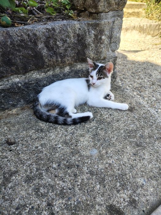 Da se gatinhas para adoção responsável