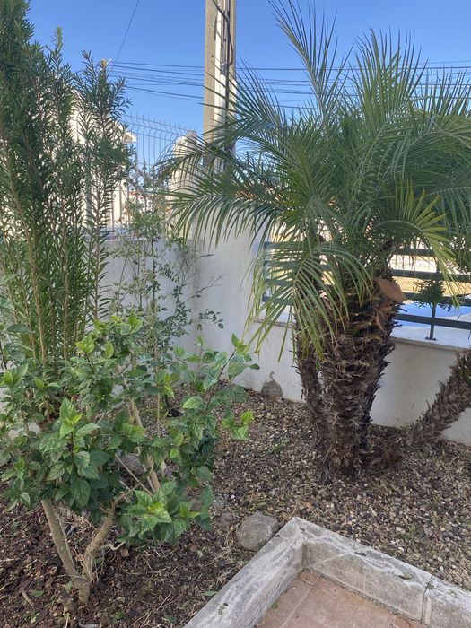 Jardineiro/ Serviço de jardinagem