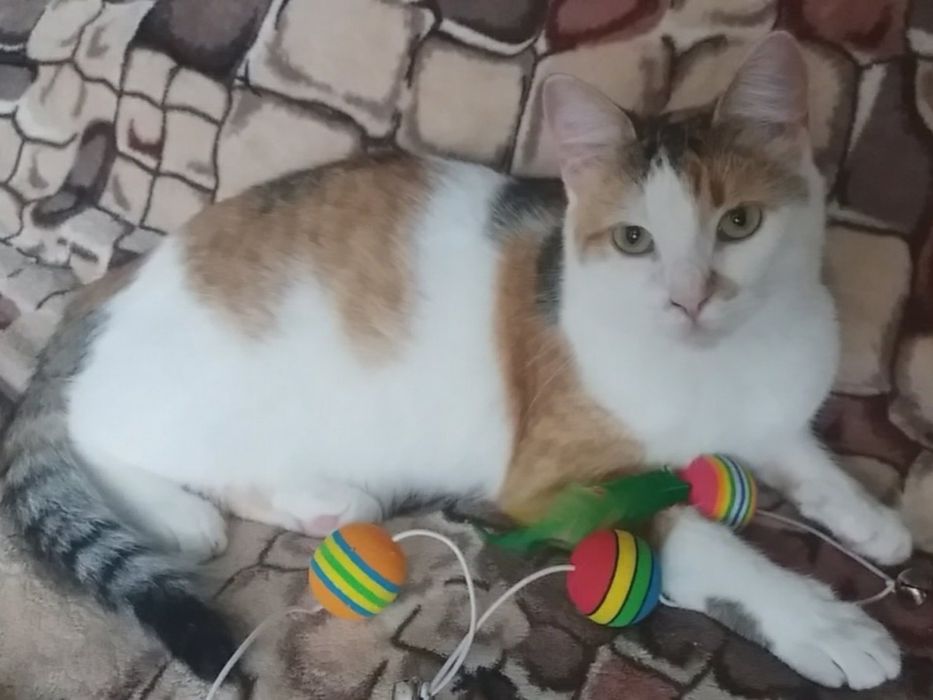 Трьохколірна / трьохмасна молода кішка. Має мікрочіп, ветпаспорт..