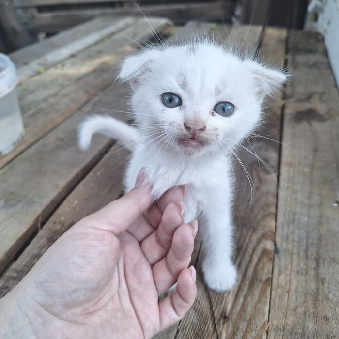Кошенята шотландца