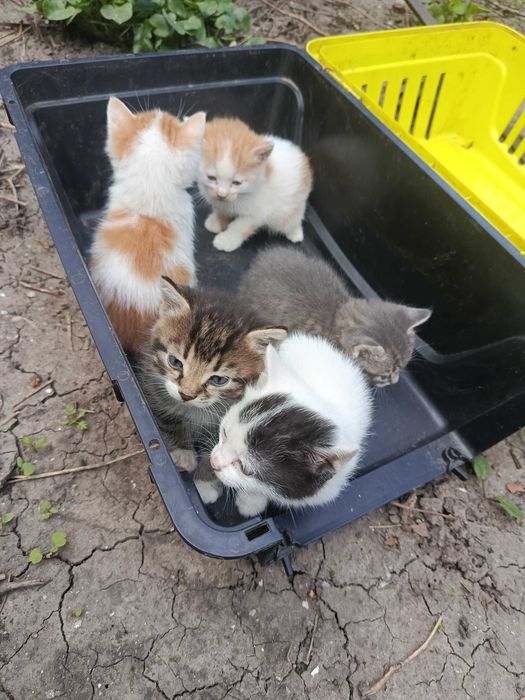 Котята в хорошие руки