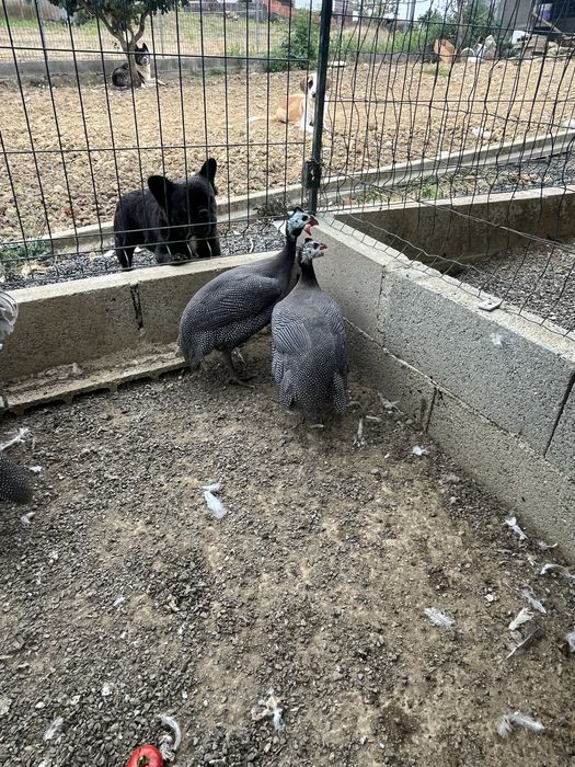 Ovos galinha de angola