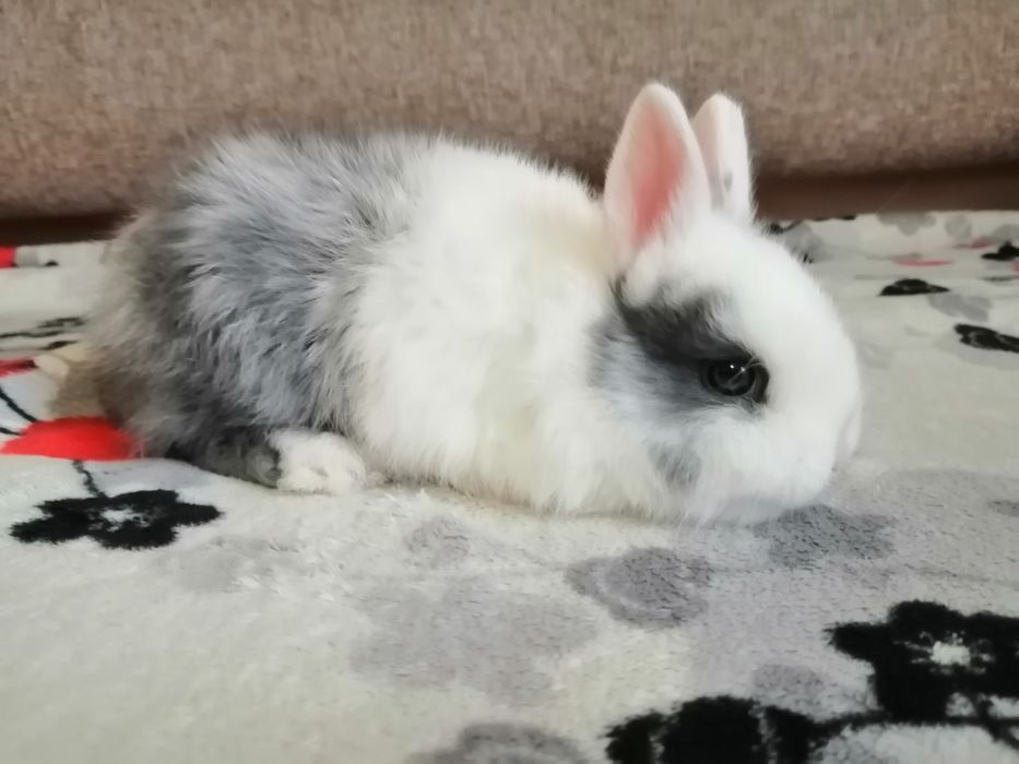 Декоративні кроленята