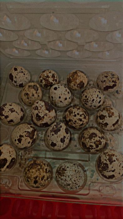 Jaja wiejskie przepiórcze