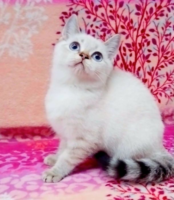 Мілашка Золота шиншила поінт котик