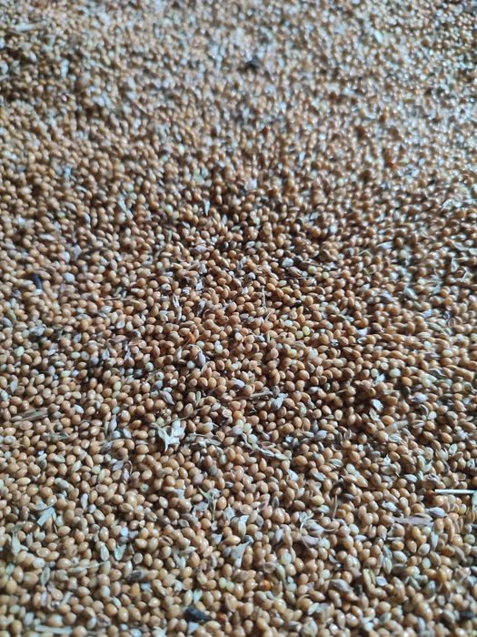 Proso żółte dla papug ,na poplon