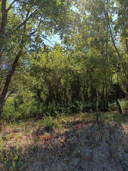 Terreno agrícola com 7040m2