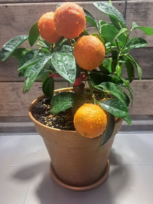 Дуже гарний лайм з плодами