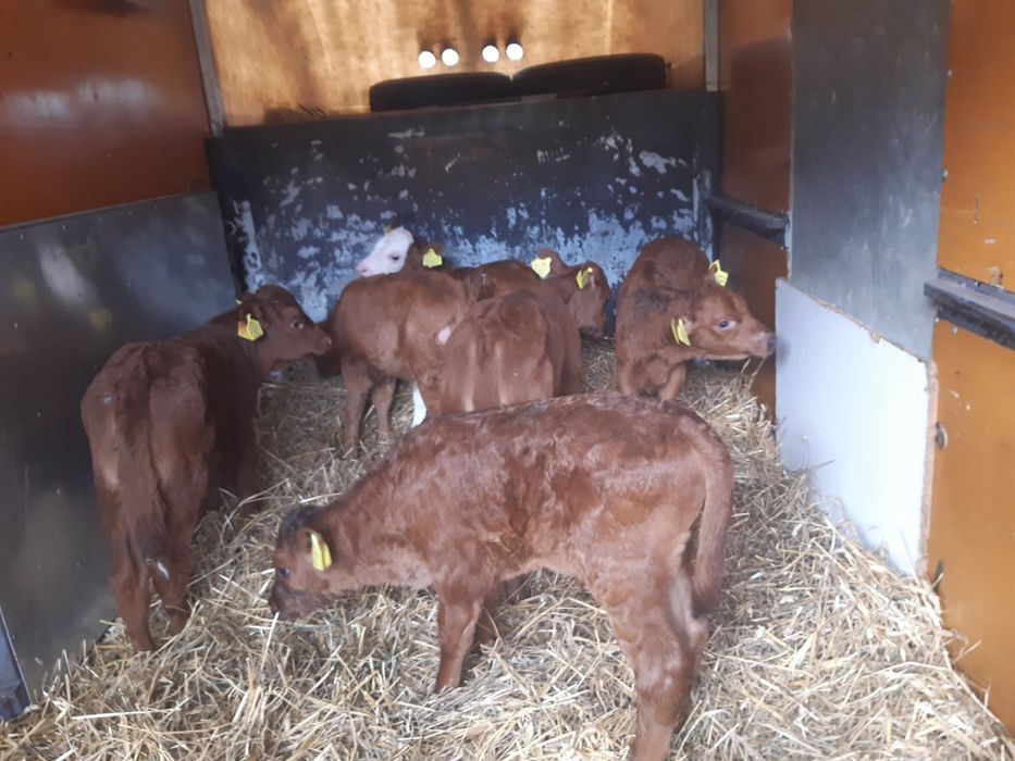 Kołacin sprzedaje Cieleta miesne byczki