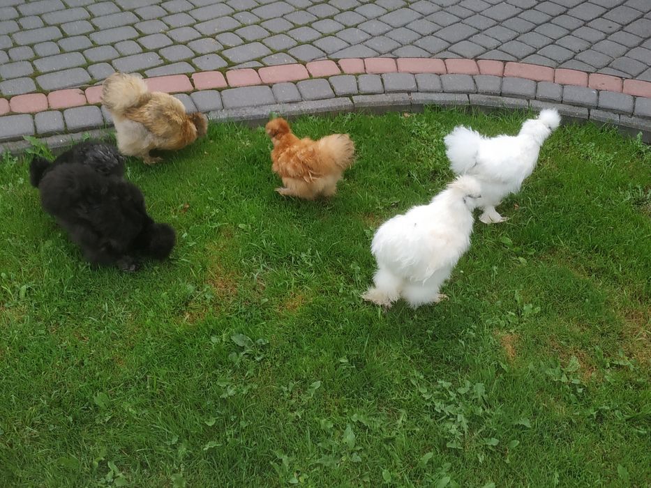 Kurnik,gołębnik, kury, silki 2500 zł