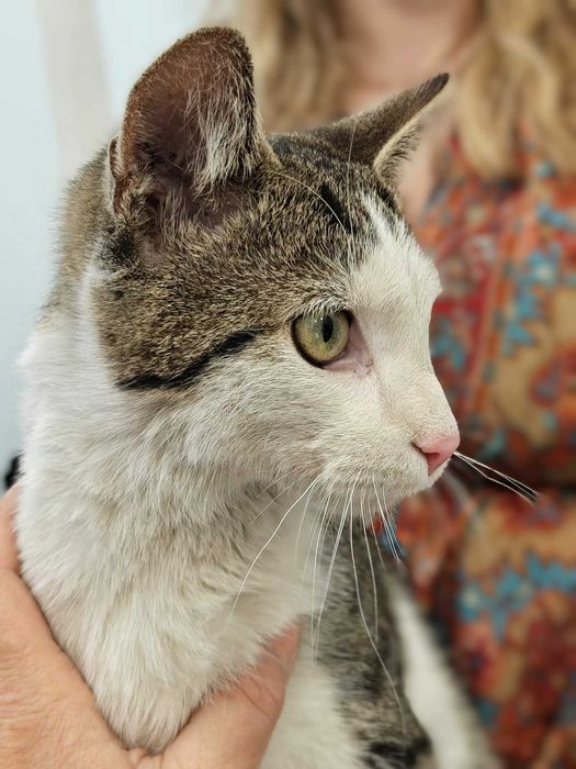 Kiwuś – kocia miłość, która nie zna barier. Adoptuj!