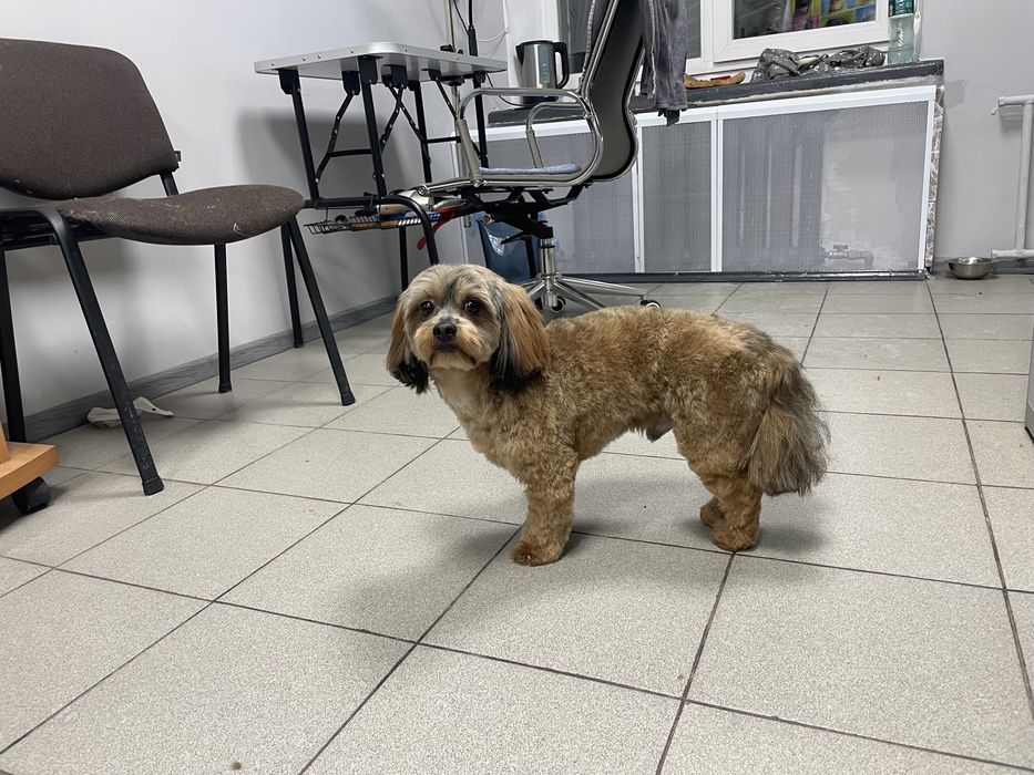 Грумінг, з думкою про Вашего улюбленця.