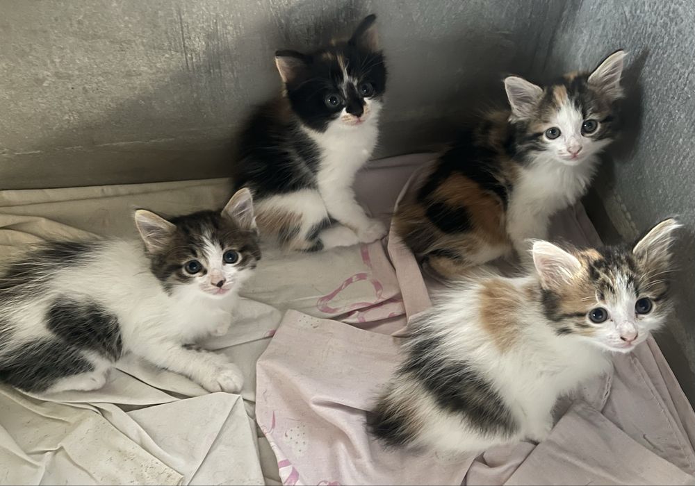 Кошенята Курильский бобтейл
