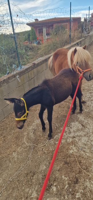 Pónei parida com um machinho