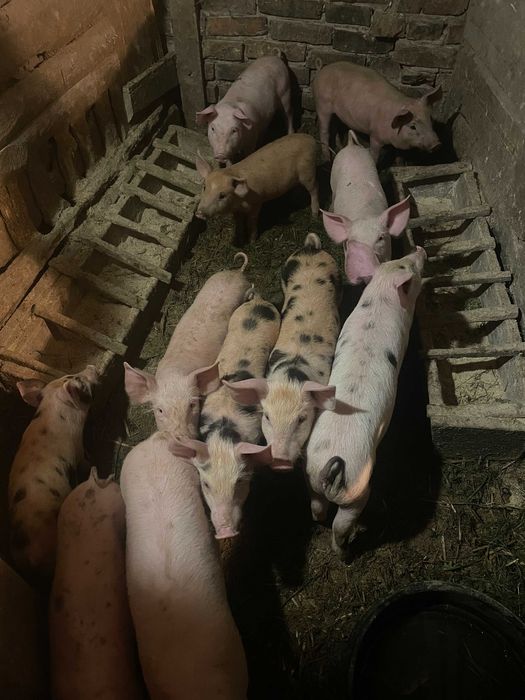 Поросята м’ясного направлення