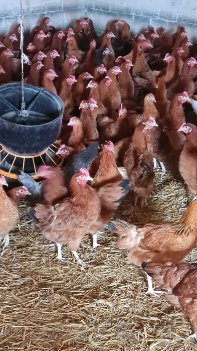 Kurki nioski młode z jajkiem ROSA kolorowe od hodowcy z dowozem