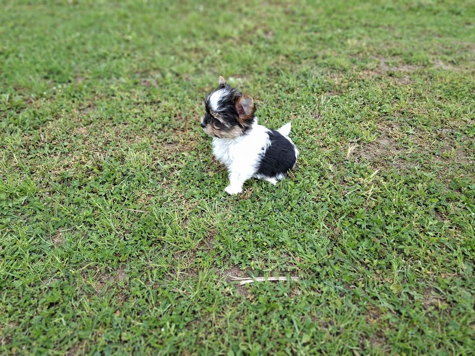 Yorkshire terrier Biewer suczka