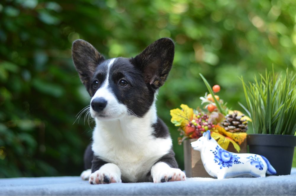 Welsh Corgi Cardigan – wyjątkowa suczka ZKwP