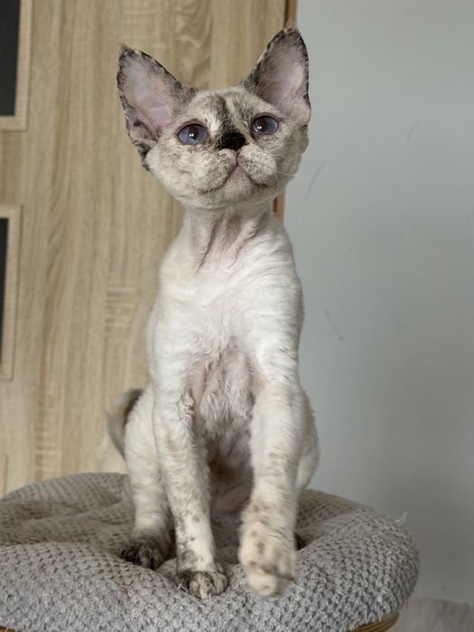 Devon Rex kotka TOLA
