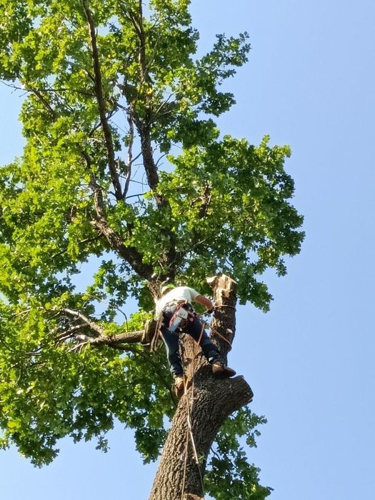 Спил деревьев обрезка сухих веток