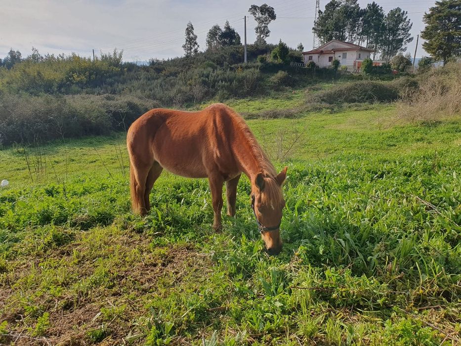 Cavalo Alazão Muito Manso (9 Anos)