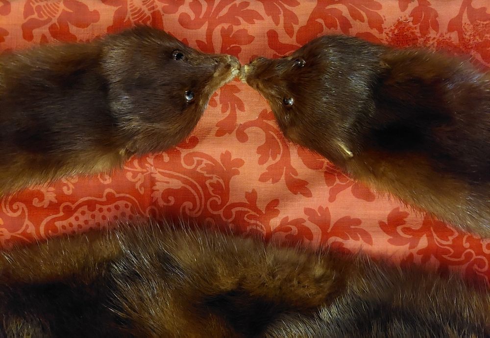 Estola, golas e punhos em vison