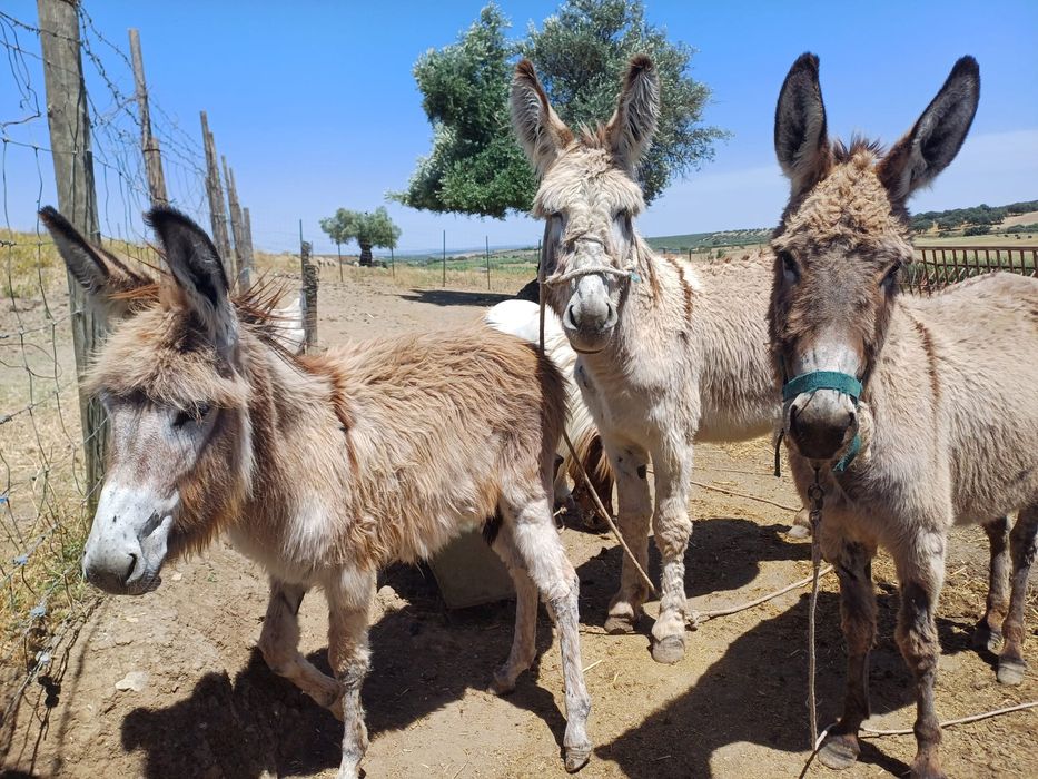 Vende-se casal de burros com filhote e um ponei