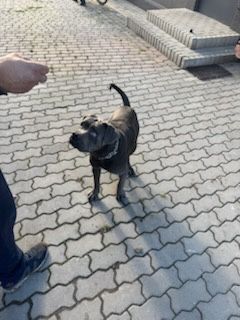Suczka Cane Corso
