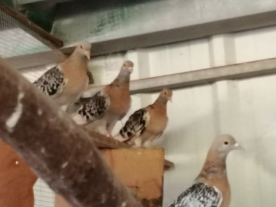 Pombas Viuvinhas e Calhandras (casais)