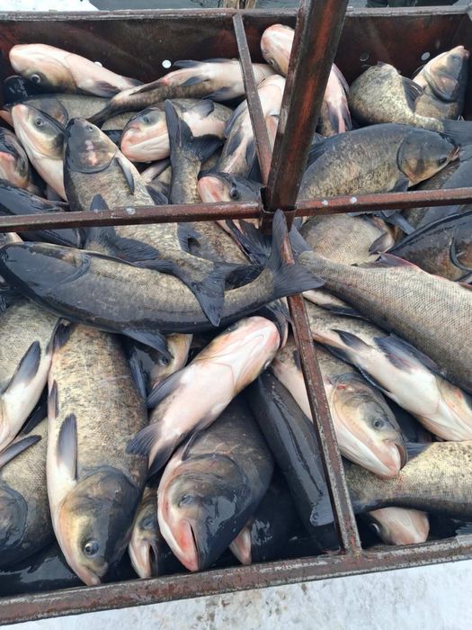 Жива риба товтолоб ОПТ