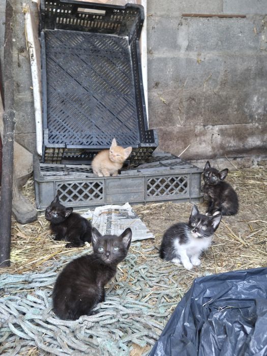 5 gatos para dar