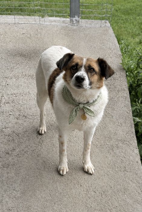 Keli czeka już 5 lat! Zasługuje na dom na zawsze!