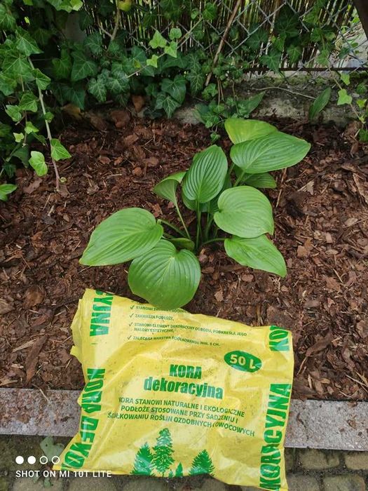 Kora sosnowa żwir ozdobny układanie kostki brukowej