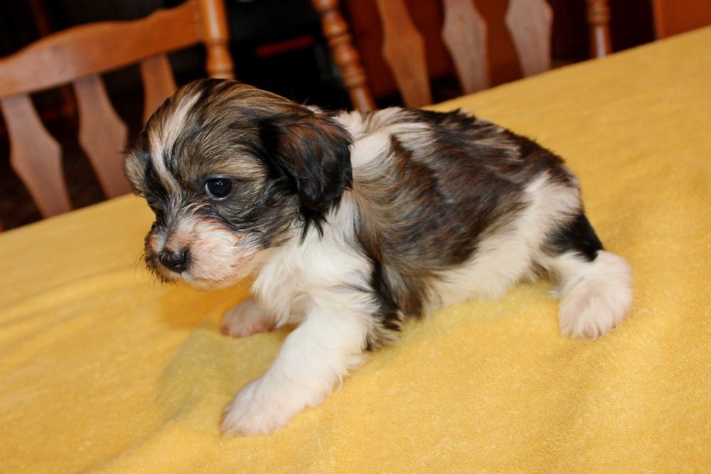 Śliczny Szczeniak z rodowodem