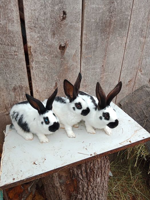 Młode srokacze po ładnych rodzycach