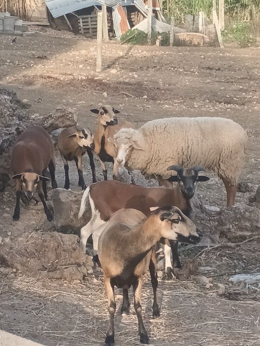 Para venda mulfão ovelhas