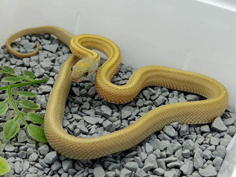 Wąż zbożowy / Samiec / Odmiana:  Caramel Buf Stripe Tessera het sunkissed, amel ph. 50% lavender / ID: D6