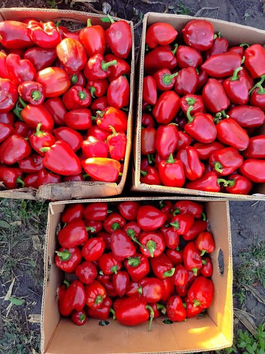 Продам перець Айвенго , Вікторія оптом білий ,червоний