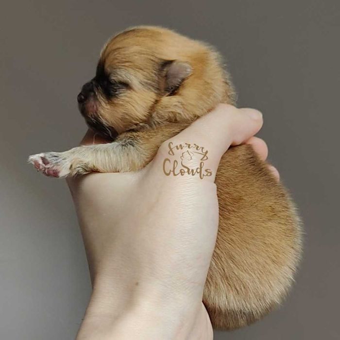 Pomeranian/Szpic miniaturowy ZKwP/FCI suczka