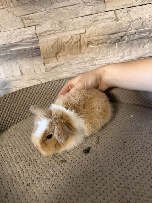 królik miniaturka baranek do rezerwacji