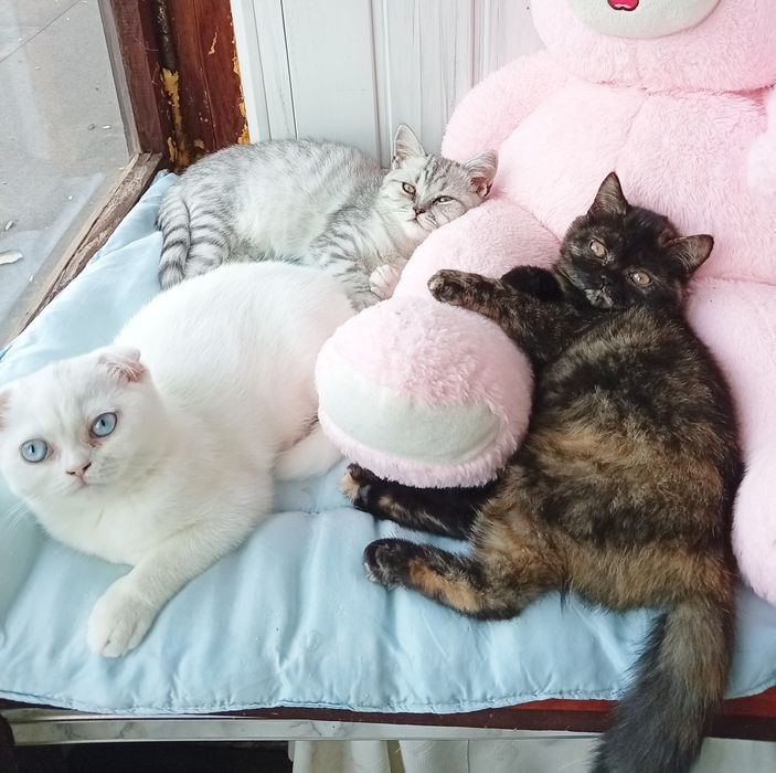 Шотландські кошеня.