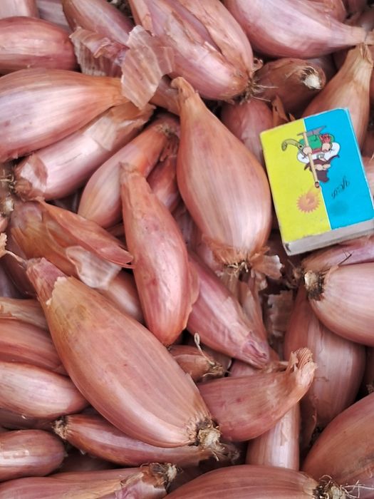 Цибулька кущівка