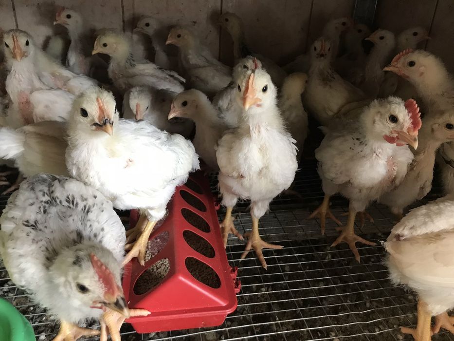 Кури, циплята несучки