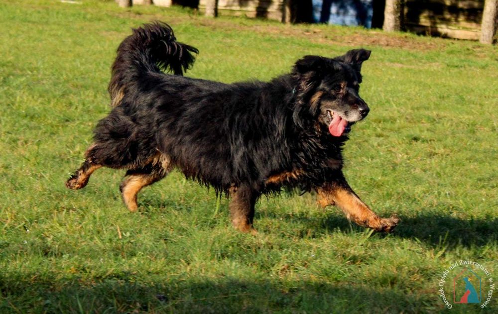 Stracił wszystko, ale można go jeszcze uratować - adoptuj seniorka